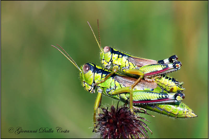 Cavallette coloratissime: Miramella (Kisella) irena